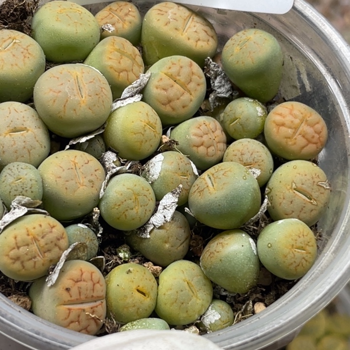 796黄绿富贵lllll