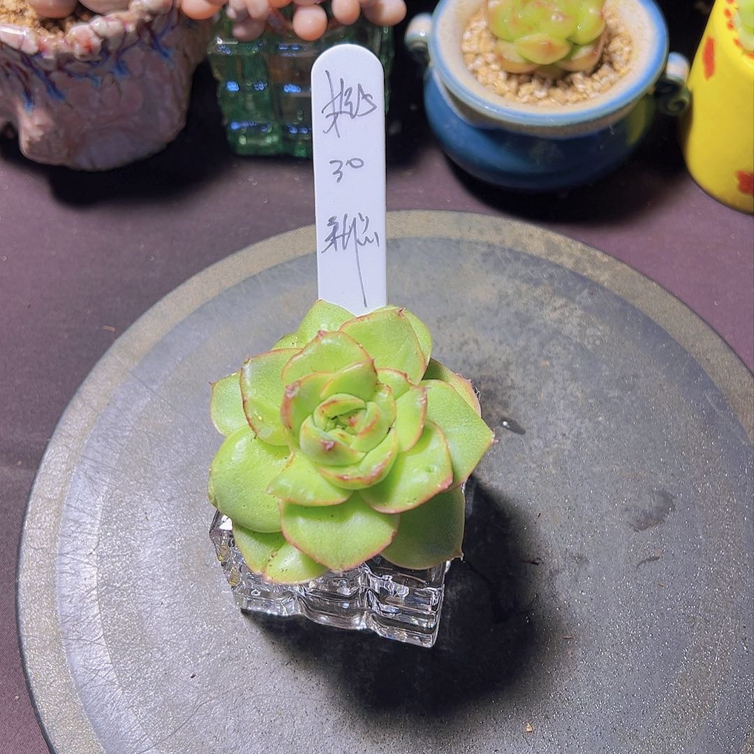 格*新品，多肉植物，