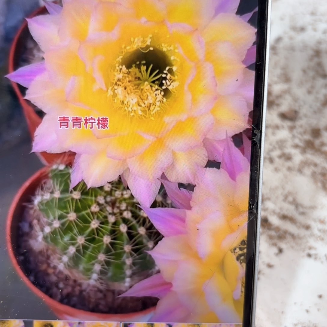 彩草柠檬6.5公分左右