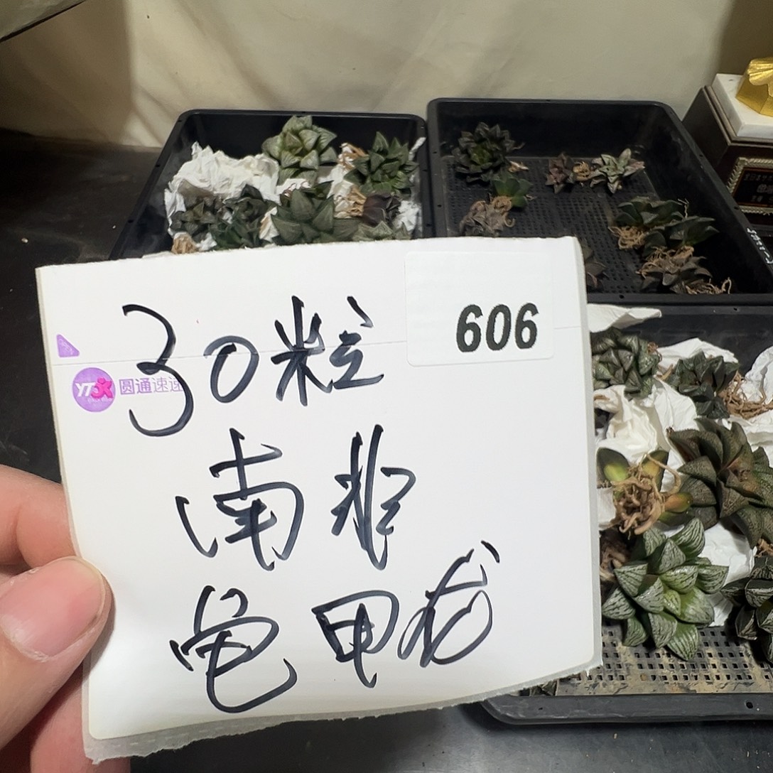 多肉植物专拍植物不退换 一物一拍 606