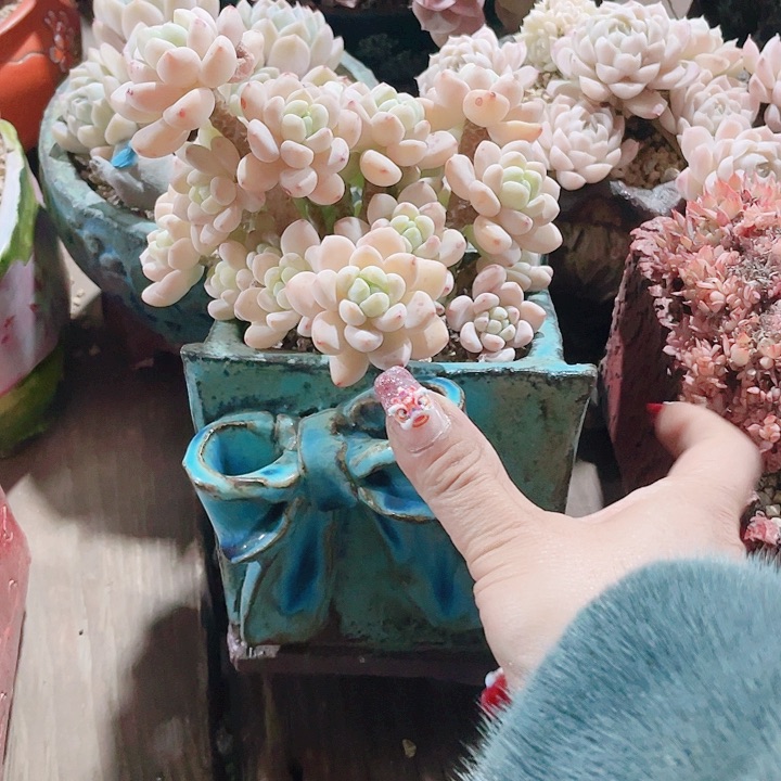 倾***8多肉植物和植物的植物