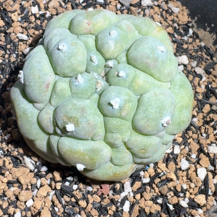 自跟仙人球仙人球