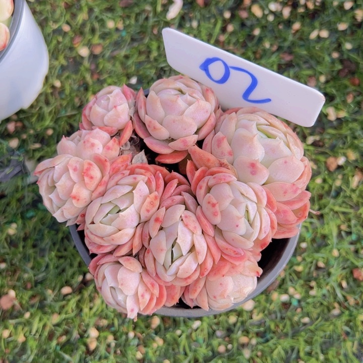 健健康康平平安安