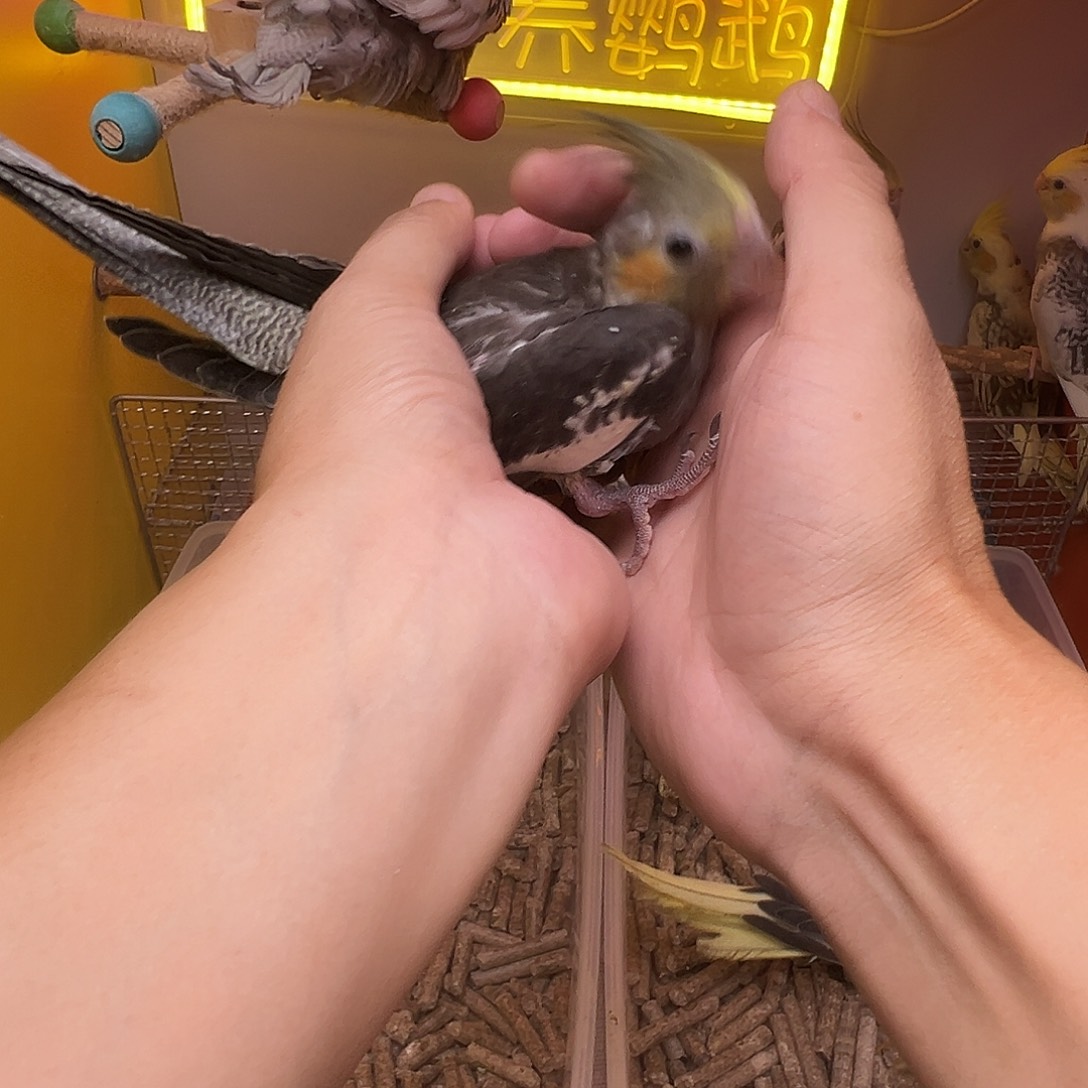 玄凤鹦鹉/鸡尾鹦鹉