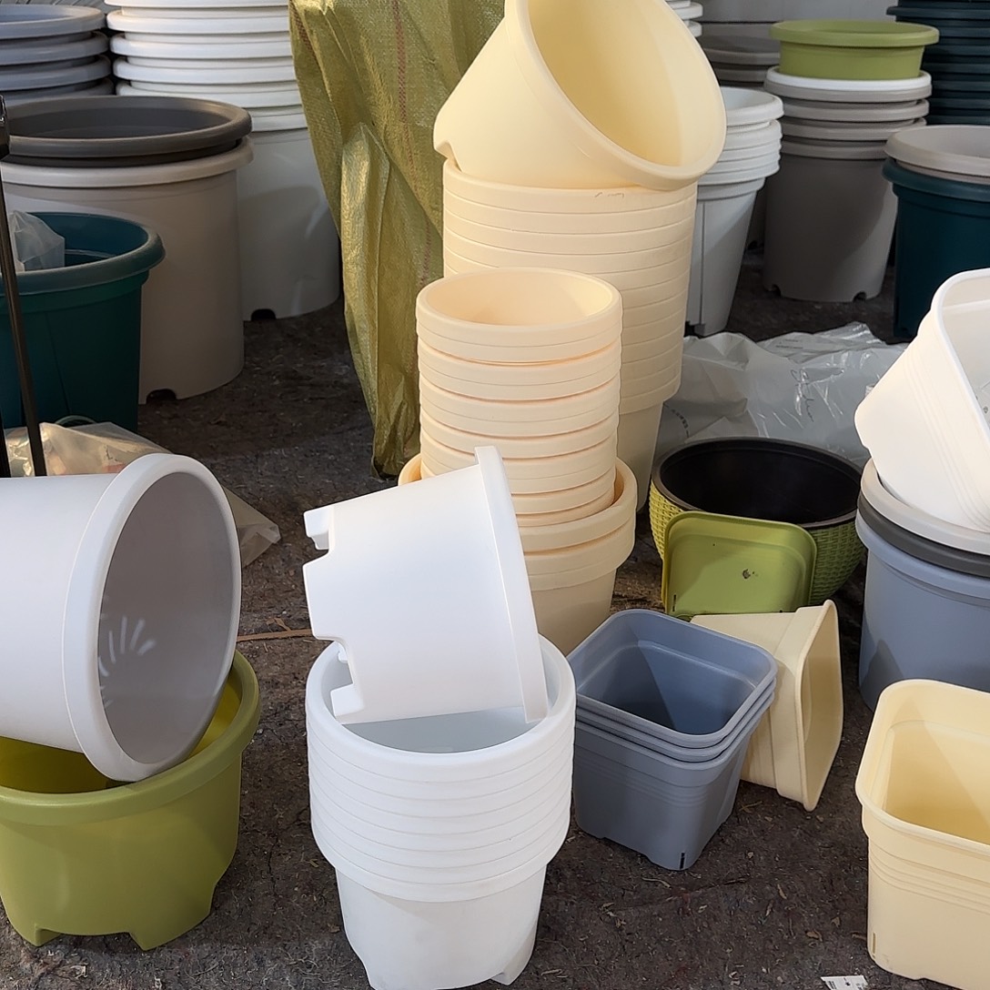 微瑕球根4号5个无托，米黄