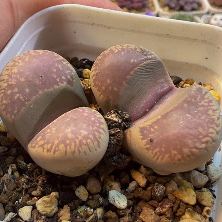 多肉植物百科3695