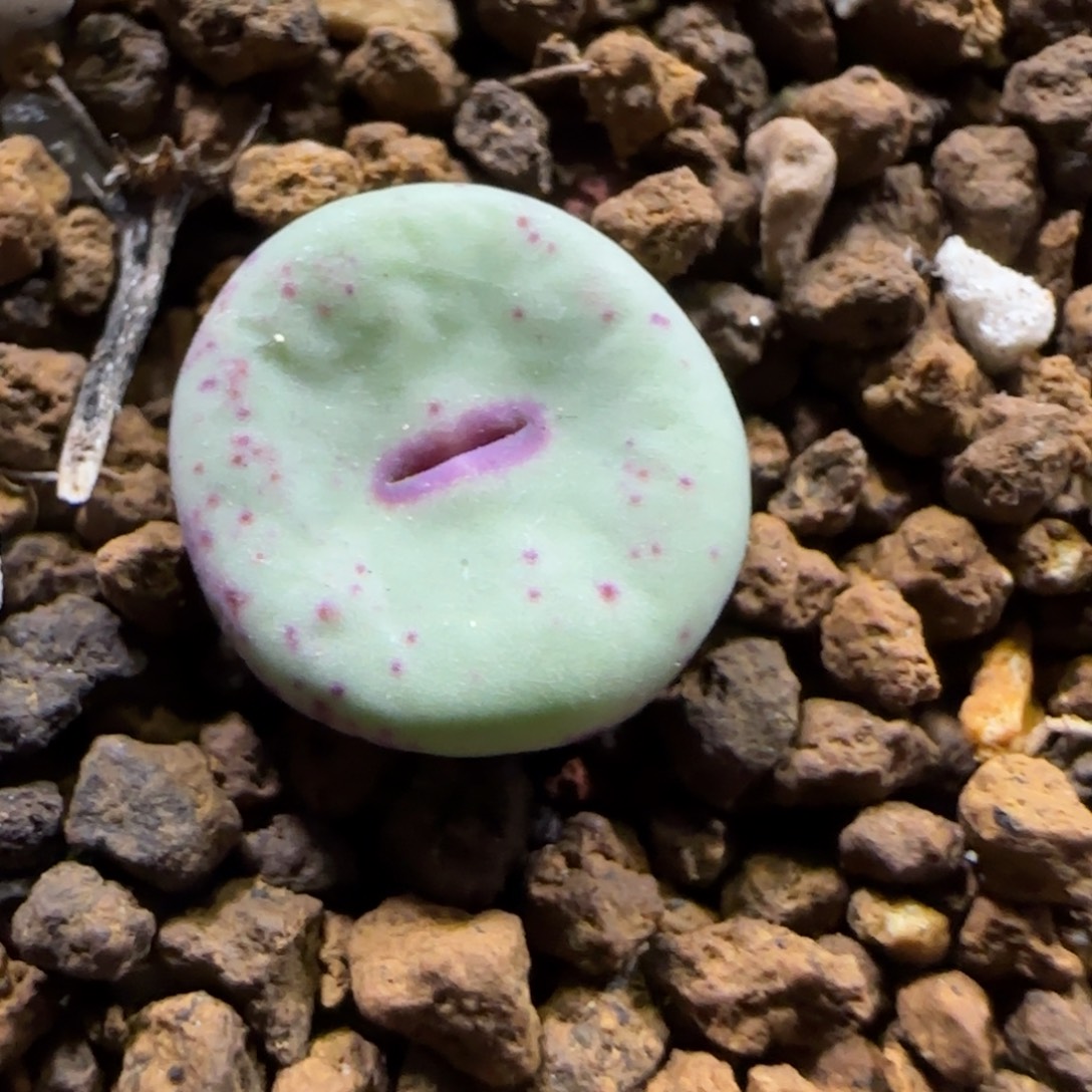 11.26。     723嘴。     2018