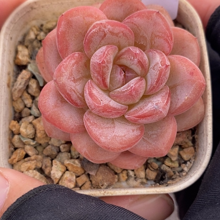 1203-537'星星珍妮多肉