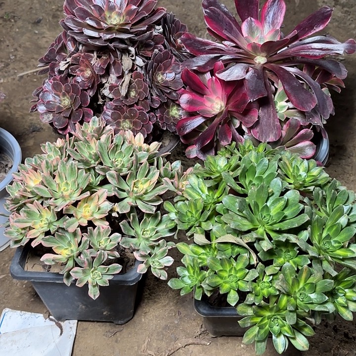 多肉植物法师4颗14