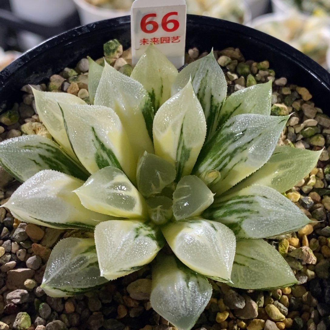 66号爱心寿锦多肉植物