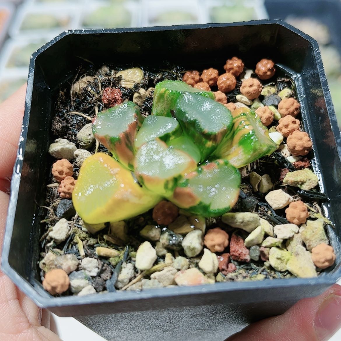 【闪购商品】空门万象锦