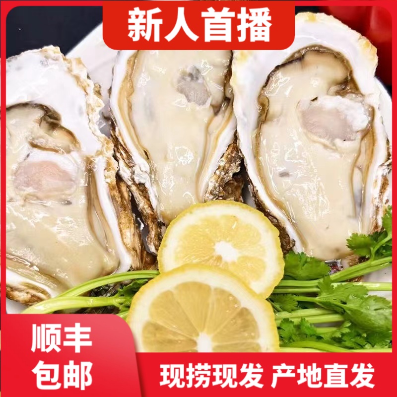 鲜活带壳乳山生蚝  现捕现发原产地直发