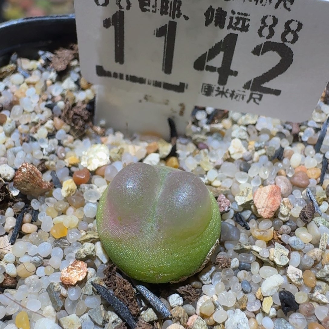 Sssss精品生石花1142