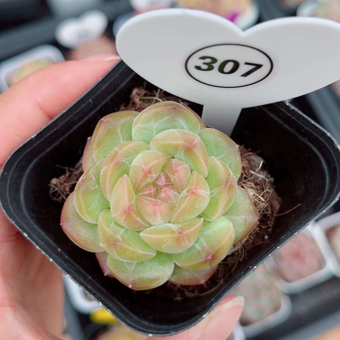 风靡园艺琴心单头