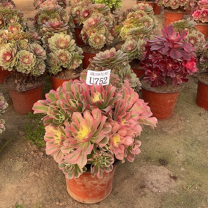 752白凤   多肉植物      