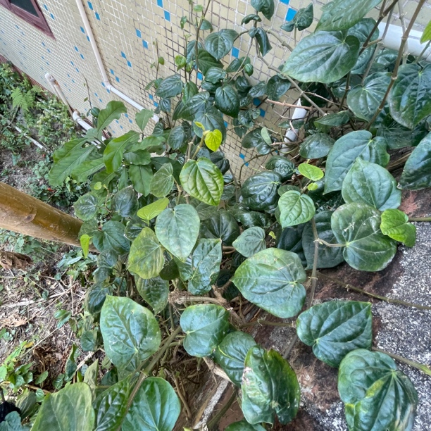 （送果冷链包邮）海南新鲜水果捞叶吊萝叶海南特产叶子