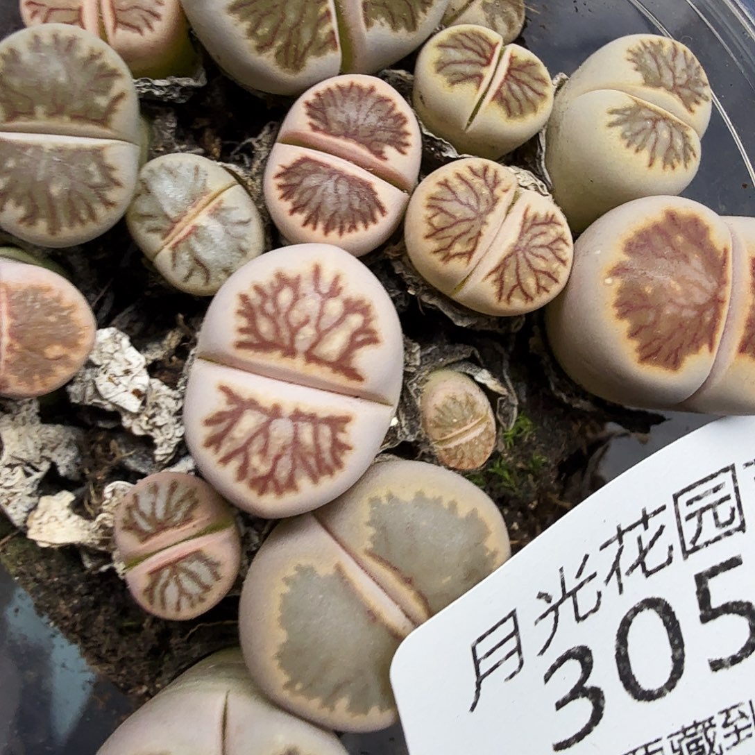 这个点睡起来都会梦中305