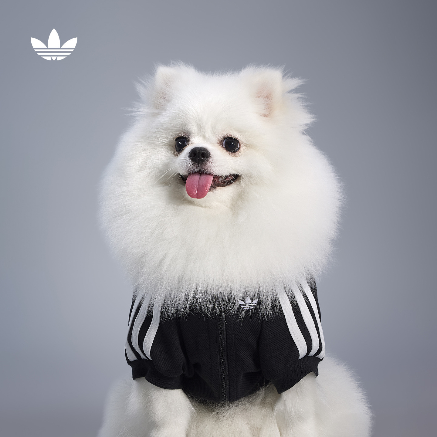 阿迪达斯三叶草宠物经典外套针织拉链衣服狗狗猫咪秋冬新款HZ6661