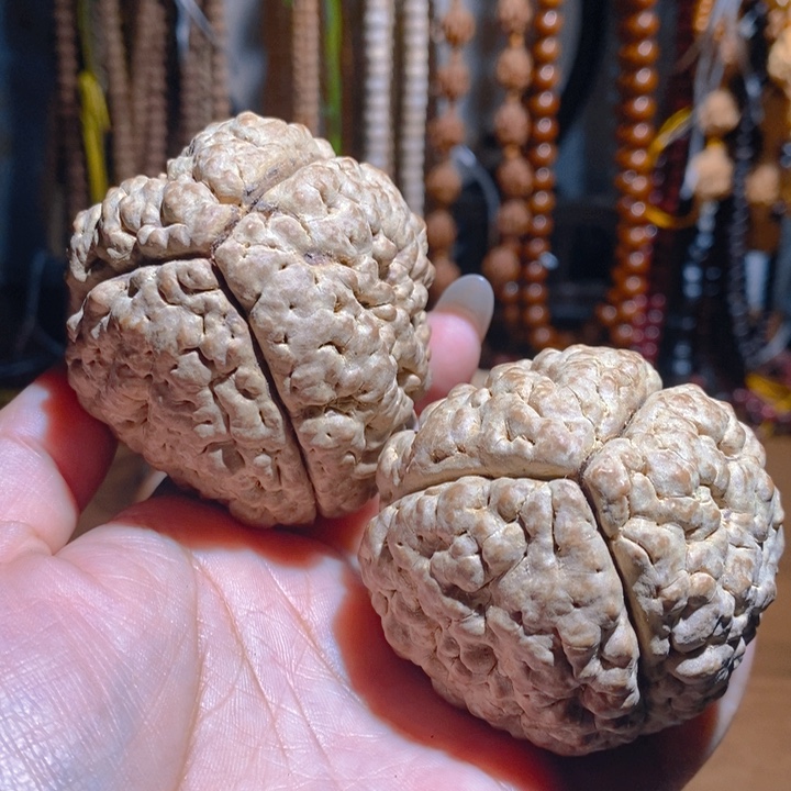 野生三瓣脑纹大金刚5470