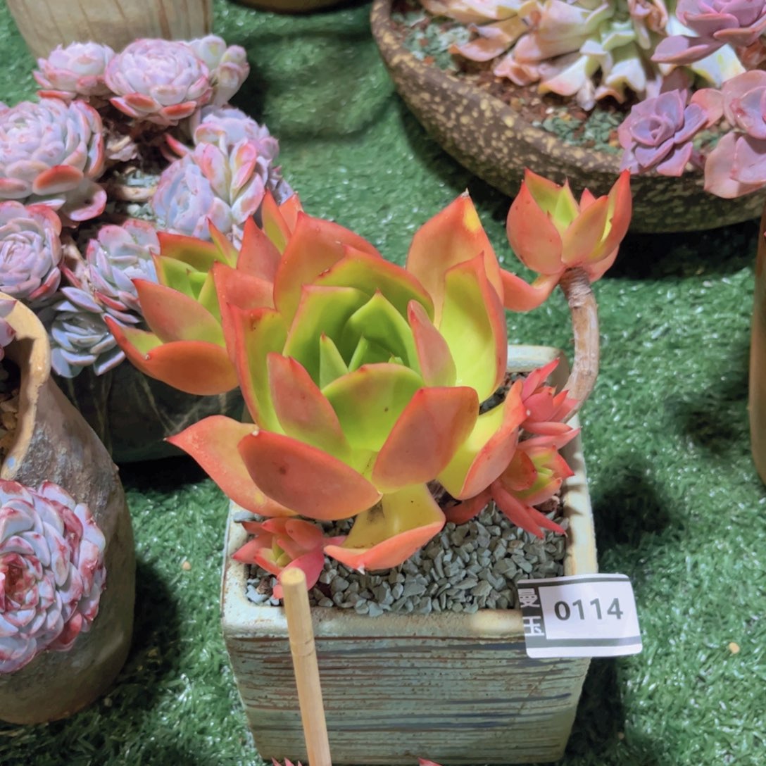 腾云多肉植物0114