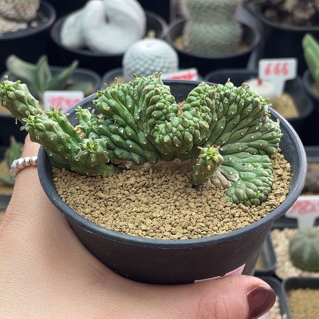 九头龙缀化仙人球多肉