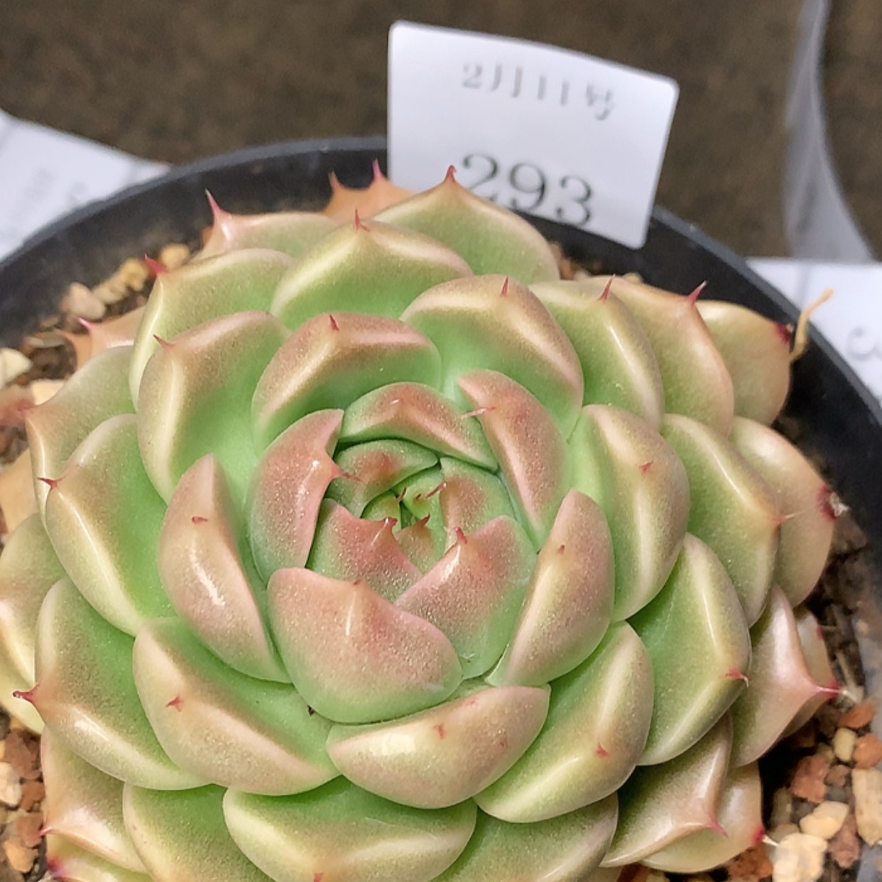 【闪购商品】云293