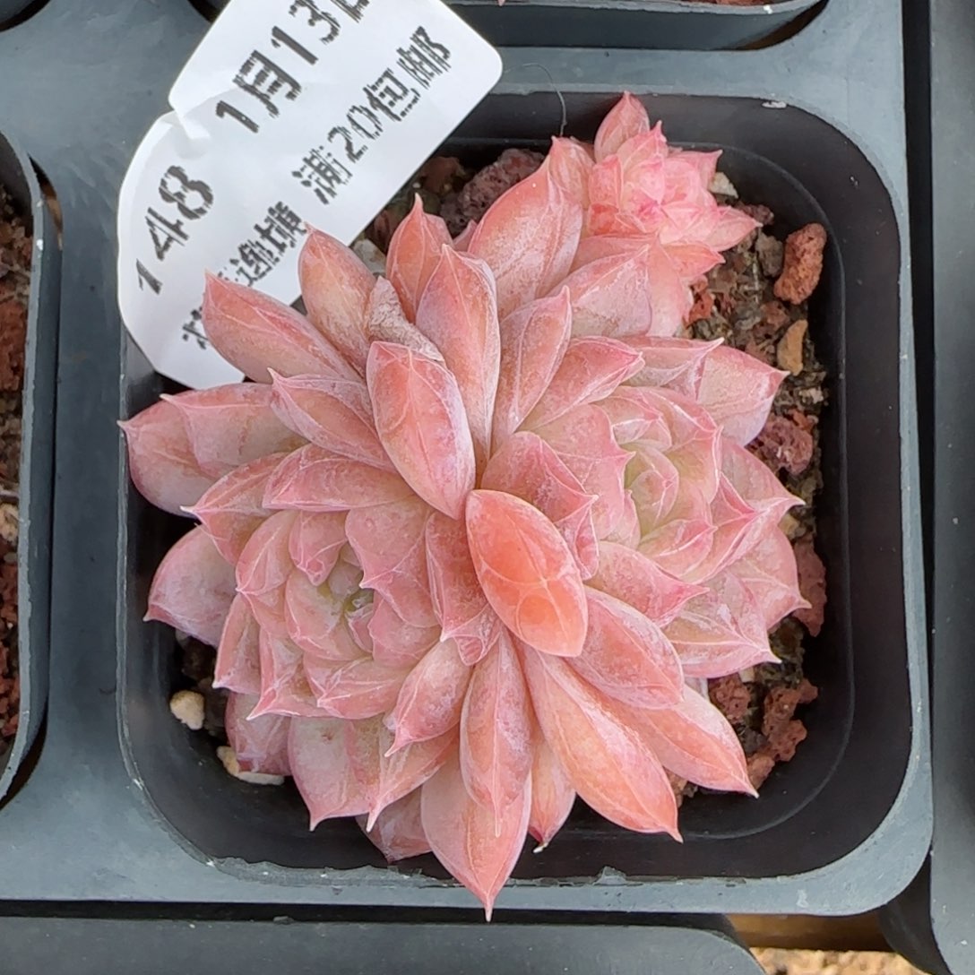 花语逸境0113-148