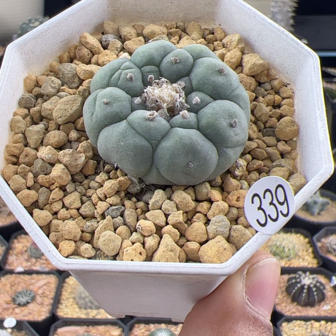 草球3.5一物一拍339