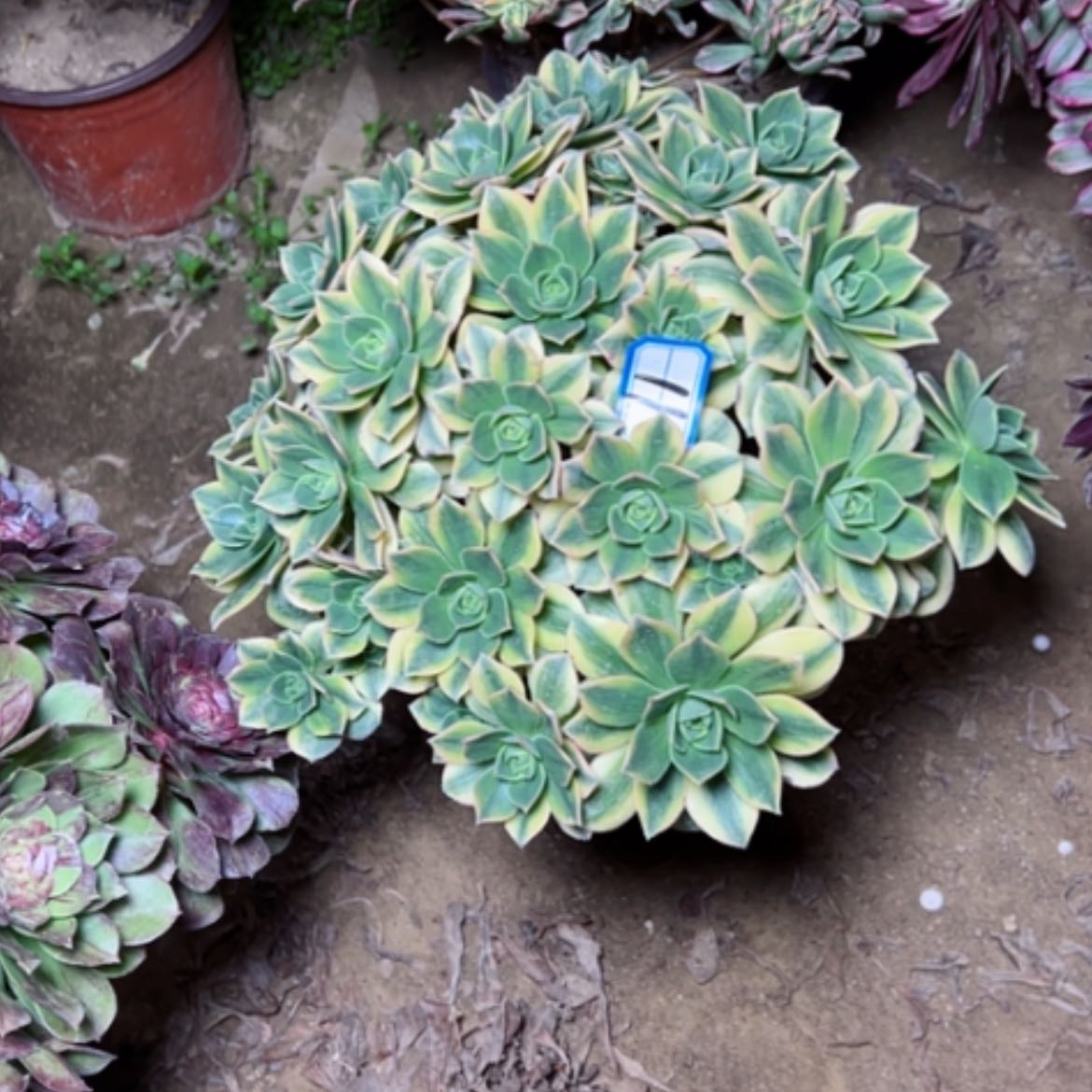 【闪购商品】多肉植物星爆11