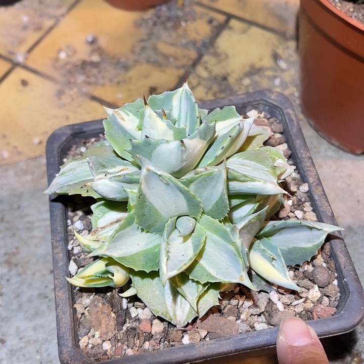 满38包邮2天凑单，脱土晾根发货多肉植物王妃雷神白中斑