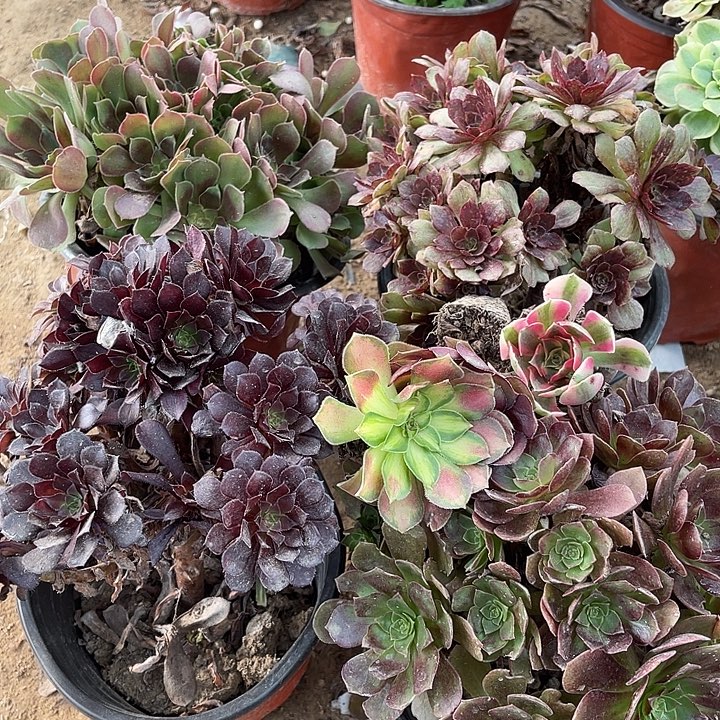 4棵玫瑰玫瑰玫瑰玫瑰