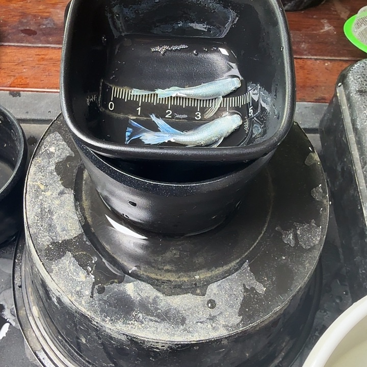 青鳉鱼36号拍品长鳍天使种鱼