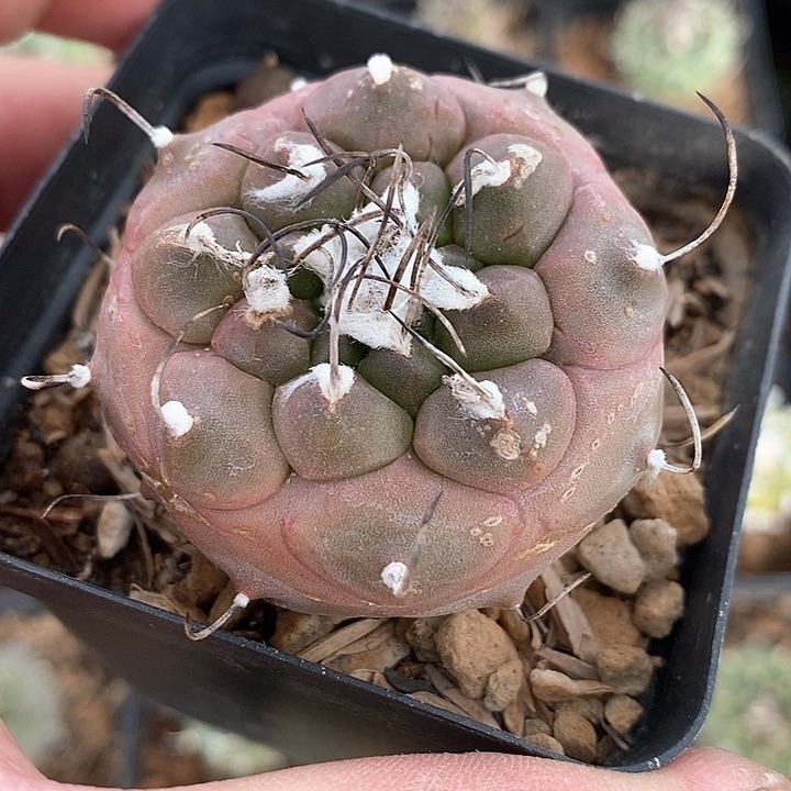 孤品实生紫皮大单头娇丽4.7cm