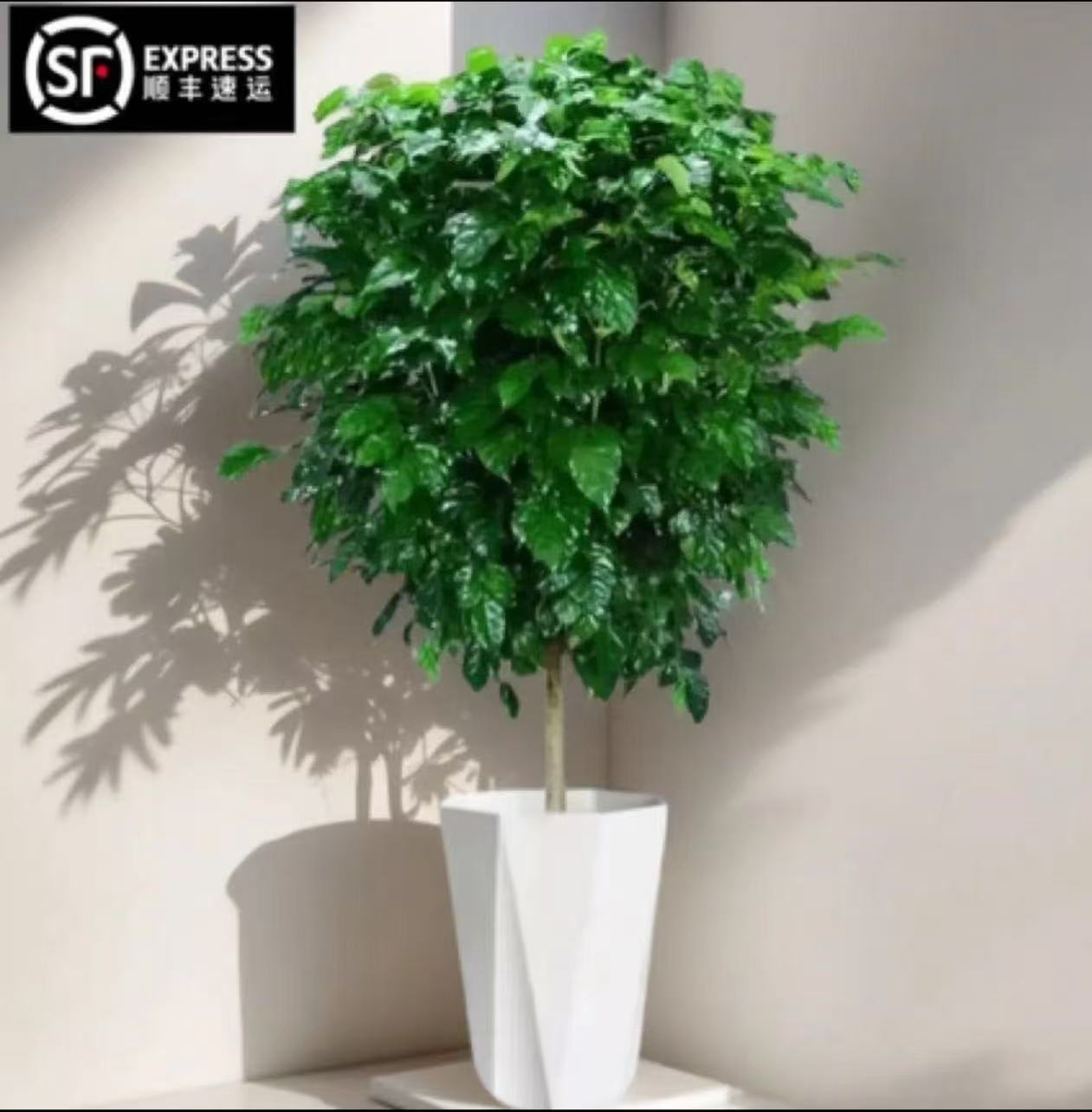 1-1.1米棒棒糖单杆幸福树【顺丰包邮】大型室内好养耐活净化空气