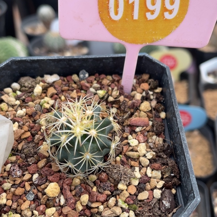 实生顶花海胆0199000000000