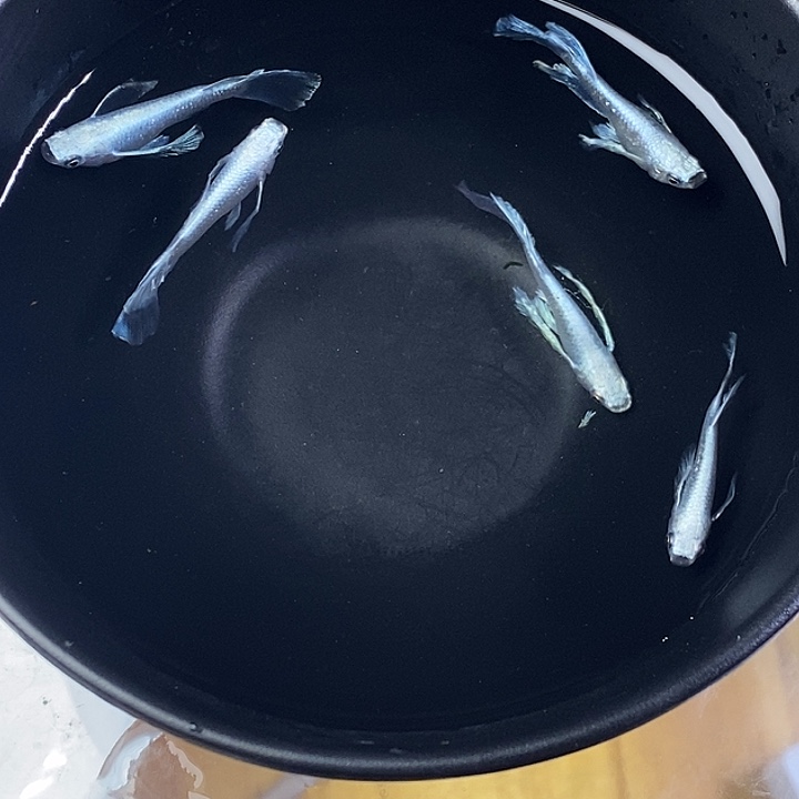青鳉鱼长天5条30号
