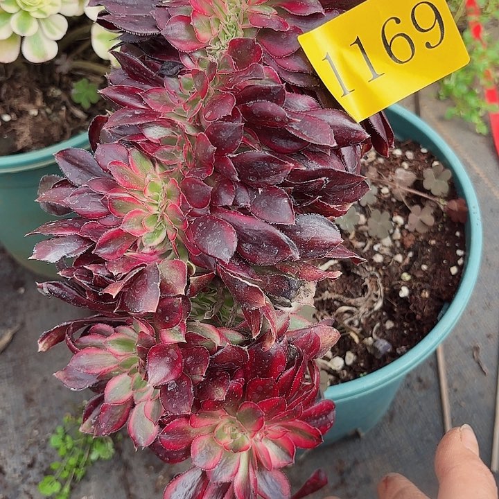 多肉植物福利1169