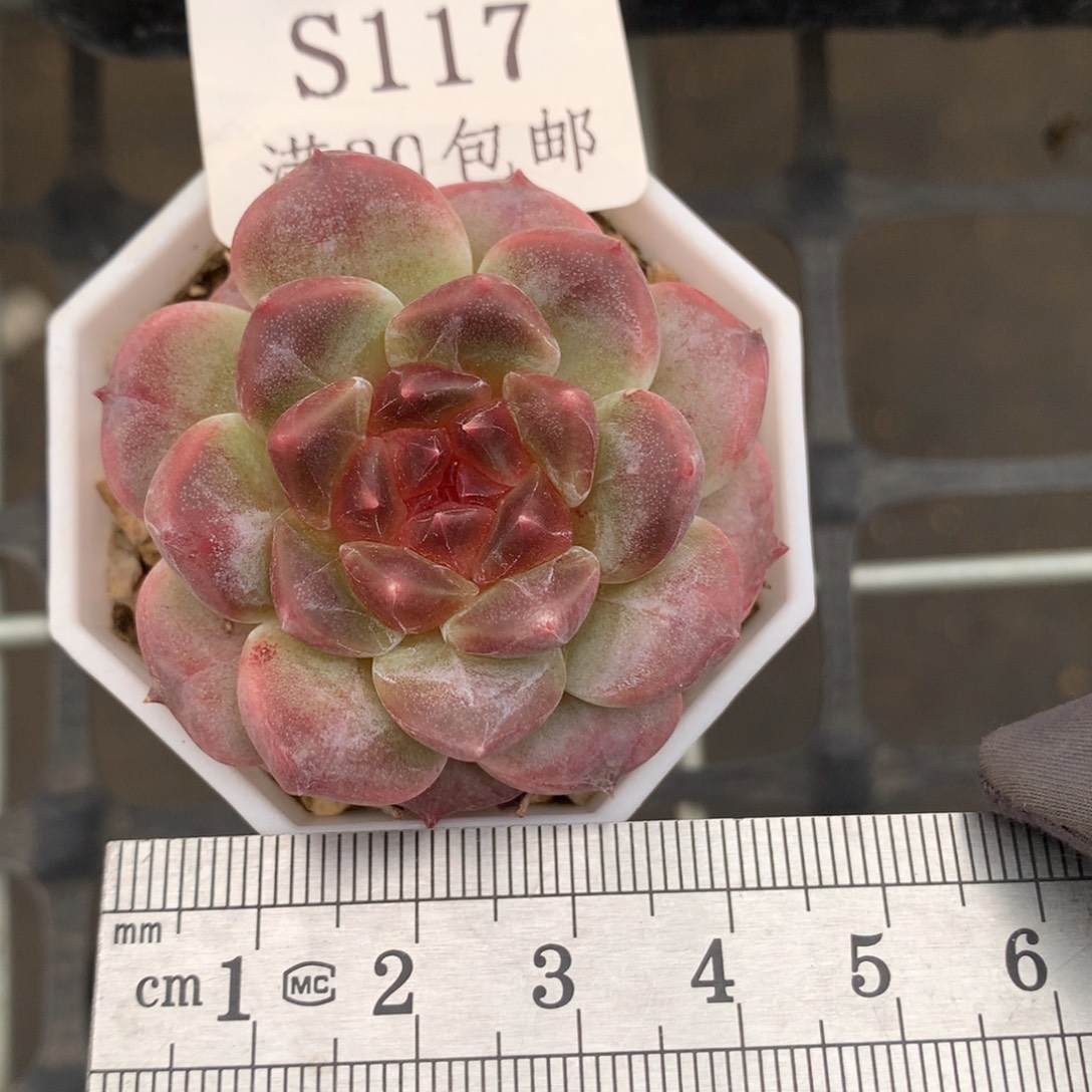 117。秘境冰魄。单头。