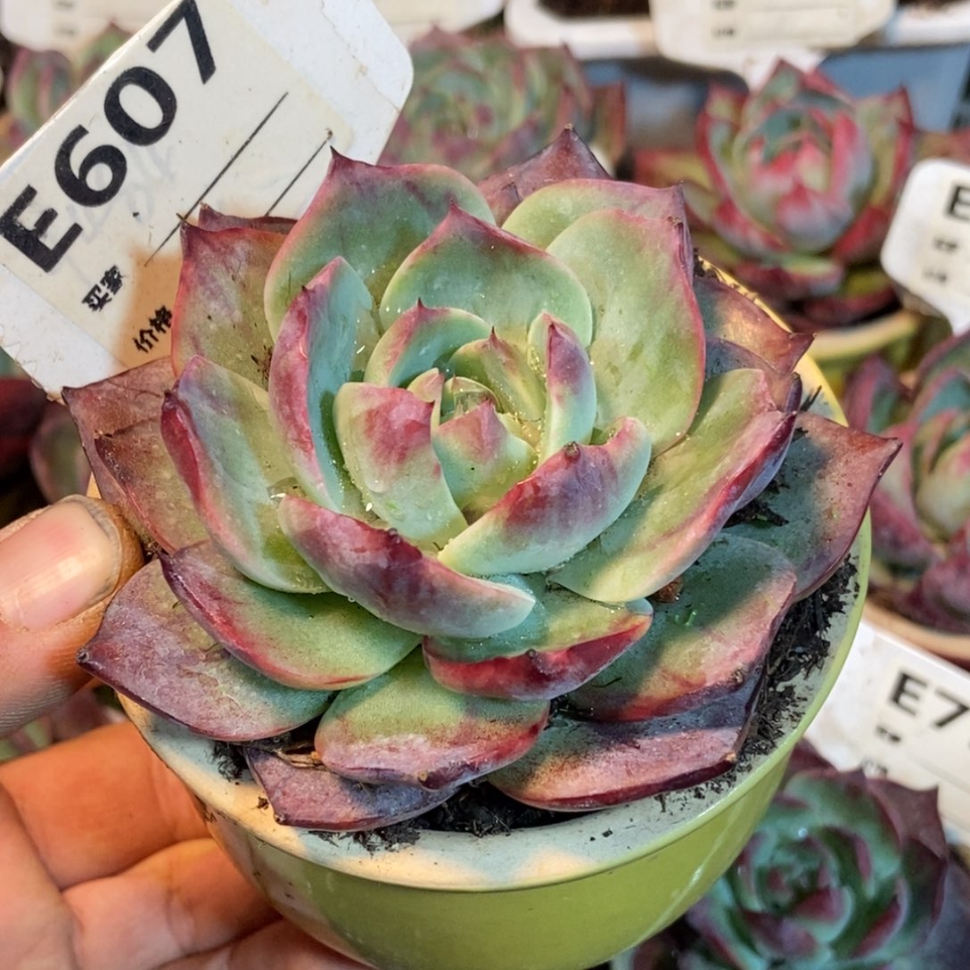 惊鸿一瞥607号楼