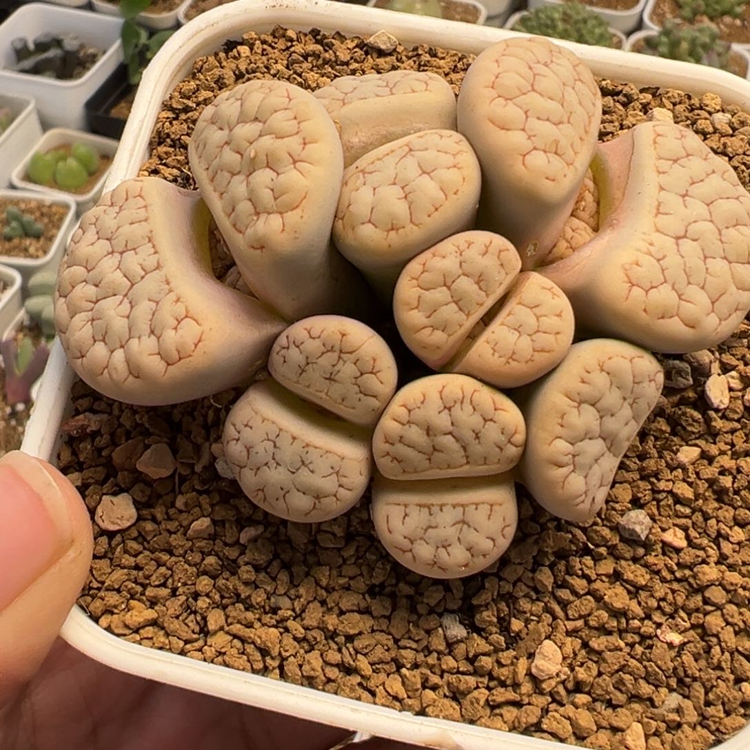 一***币852多肉植物种类多样