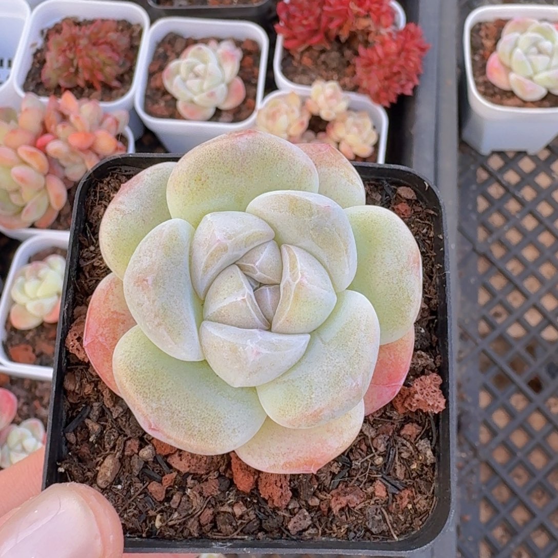 单头冰玉一颗带盆