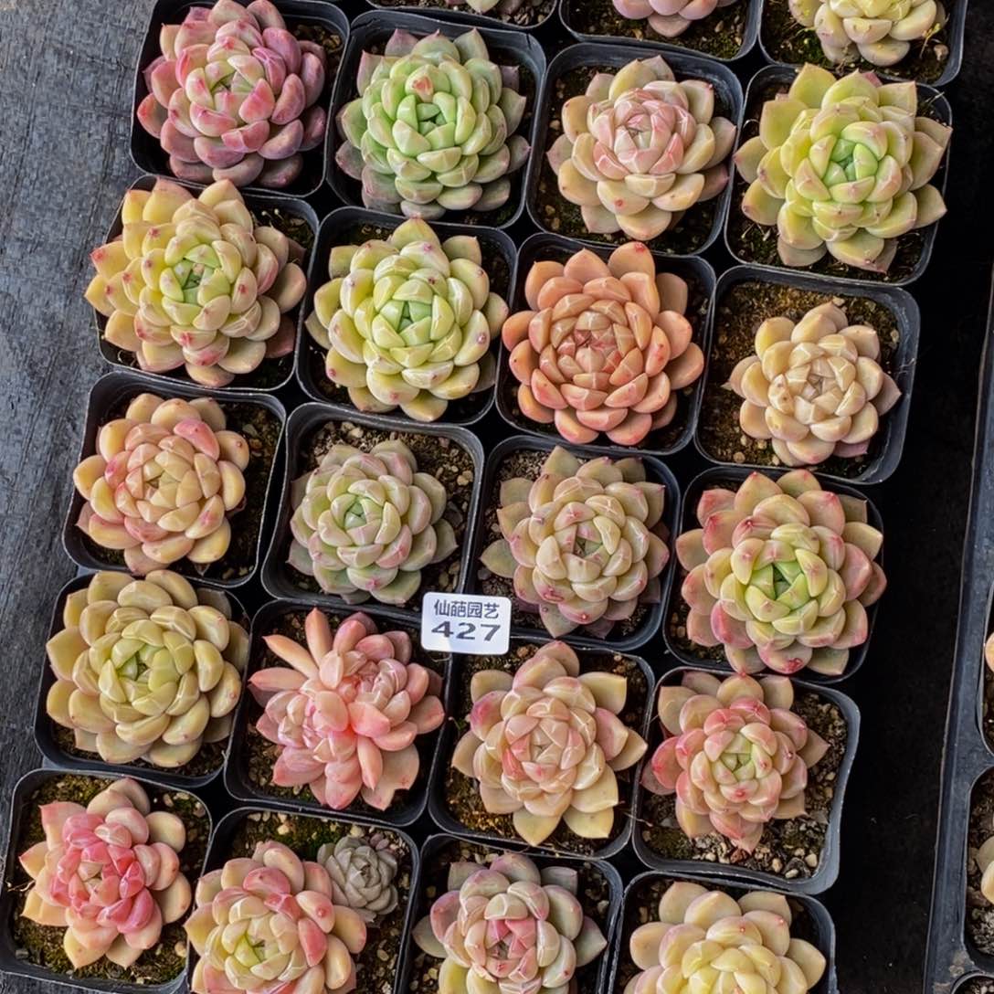 阡*427多肉植物保护研究所所长的