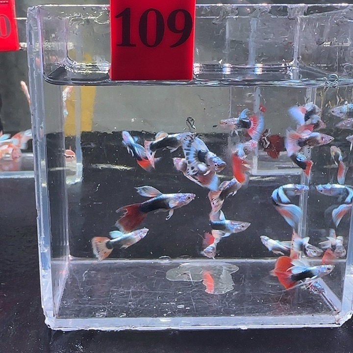 孔雀鱼109号破尾20条