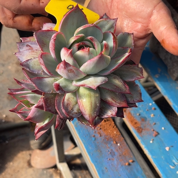 哦***哦960 0000000多肉000000