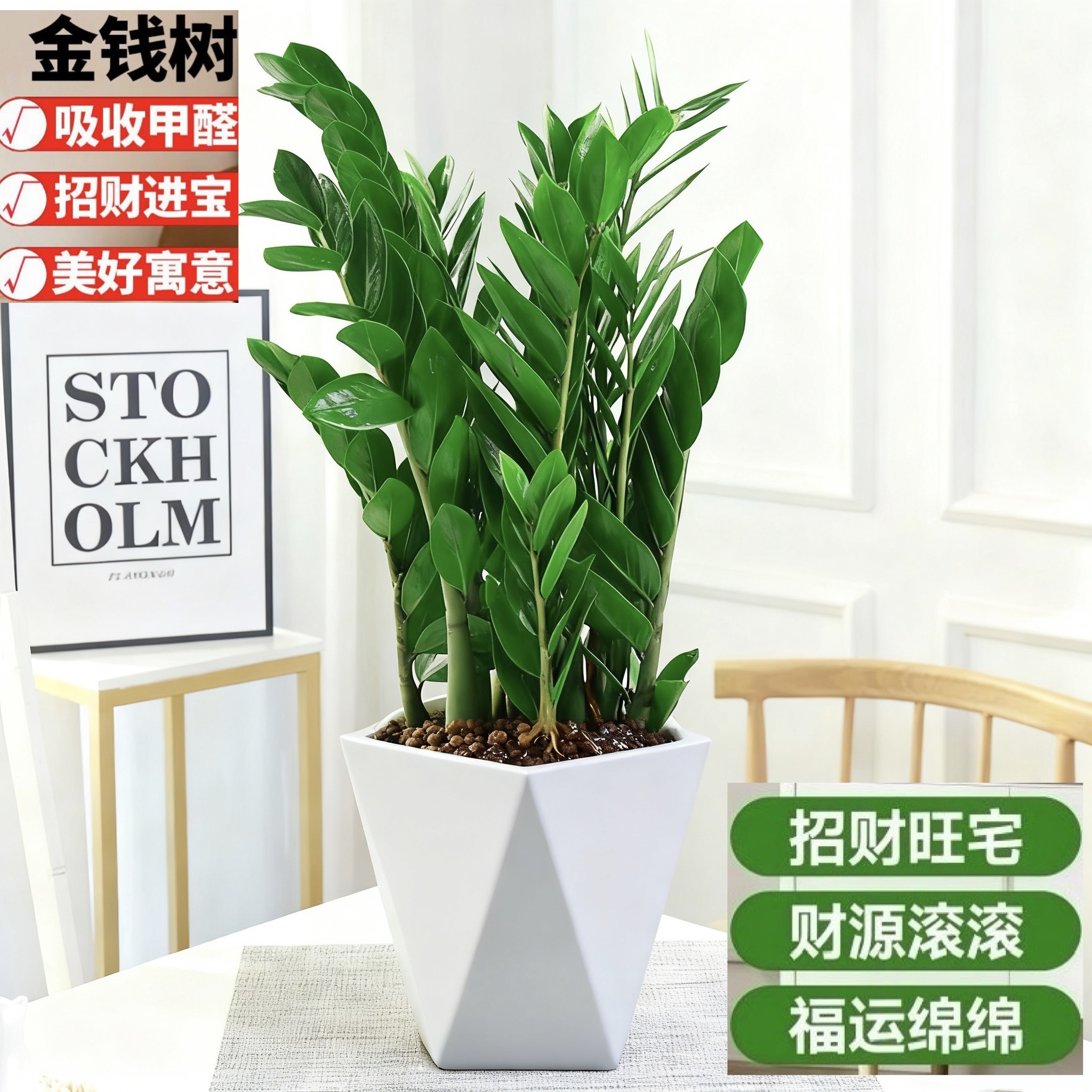 大盆金钱树80-90公分客厅好养办公室绿植花卉钱串子招财发财树