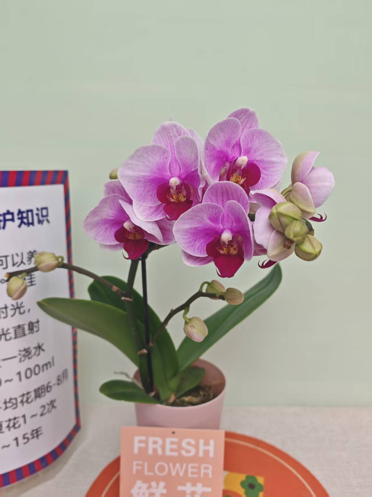 【宝贝】蝴蝶兰 紫色大花型 四季花 室内花精品 源头基地直