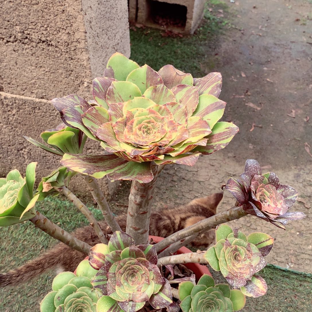 花斑鹿，多肉植物的