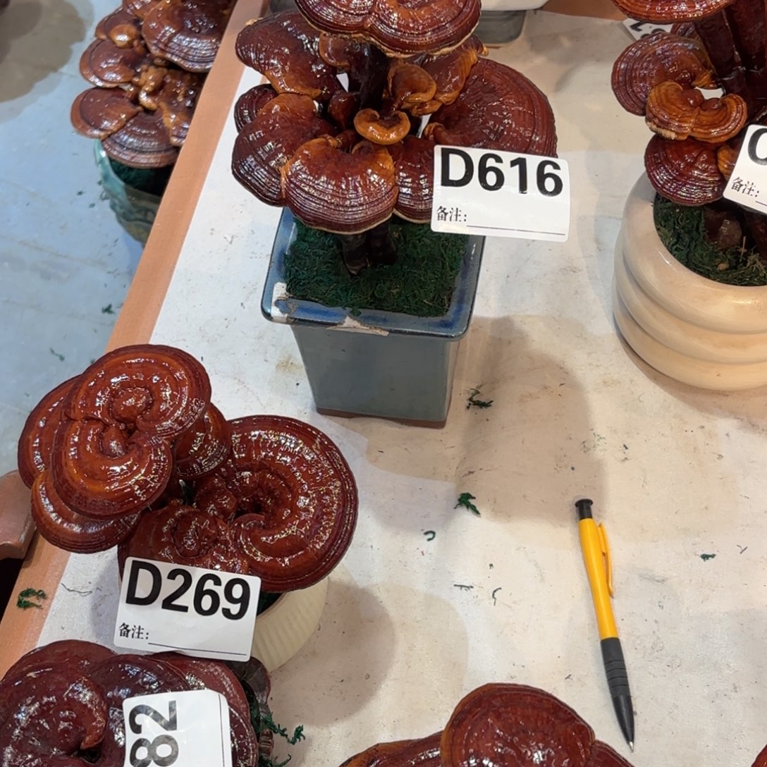 牪***无花朵灵芝8888888888888988