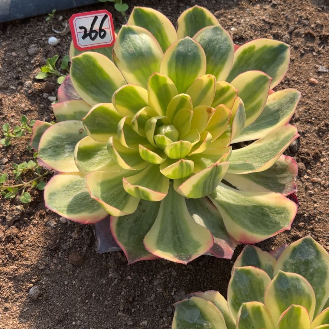 266多肉植物如意带侧芽