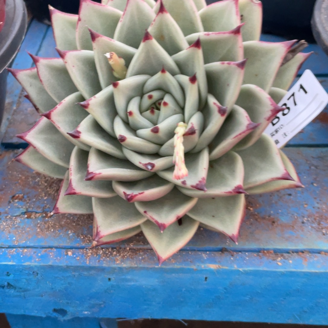 无花朵若茹东云单拍B871